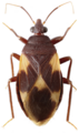 Medocostidae: Medocostes lestoni