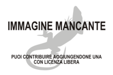 Immagine di Paramacellodidae mancante