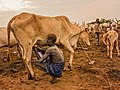 Boy milking cow in Mundari tribe, South Sudan.