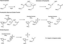 N-sulfoglucosamine sulfohydrolase Generalized Mechanism.jpg