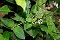 Orthosiphon thymiflorus herb in Talakona forest, in Chittoor District of Andhra Pradesh, India