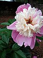 Paeonia lactiflora afbrigði af 'Bowl of Beauty'