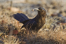 Rhinopomastus cyanomelas (Etosha).jpg