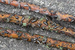 Tammeoksa-nööpaukseen Colpoma quercinum