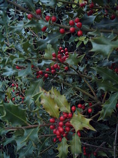 Ilex aquifolium