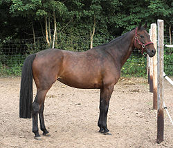 Cavall castany: els cavalls castanys tenen els pèls del cos castanys i les crins negres.