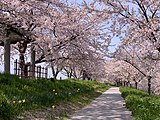 堤防沿いの桜（2020年4月）