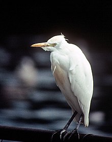 Kuhegre, Bubulcus ibis