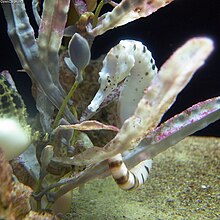 Hippocampus abdominalis in an aquarium