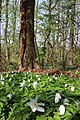 Kloosterbos in Zottegem