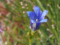 Lungen-Enzian (Gentiana pneumonanthe)