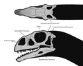 Massospondylus Skull