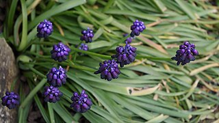 Muscari commutatum