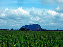 Padi fields kedah.jpg