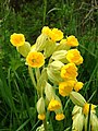 Inflorescence.