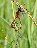 Mating pair