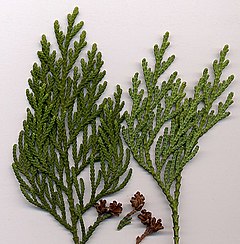 Thuja standishii foliaĵoj kaj strobiloj de Tujo