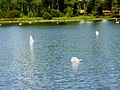 La Rivière de Pont-l'Abbé : cygnes sur le plan d'eau (étang) du Moulin Neuf (limite communale entre Tréméoc et Plonéour-Lanvern).