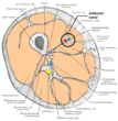 Adductor canal