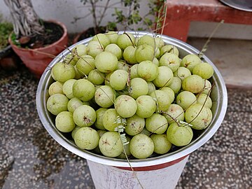 Amala in Bhopal Madhya Pradesh