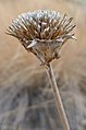 Balsamorhiza sagittata mature seed head