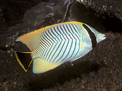 Chaetodon trifascialis