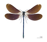 C. v. meridionalis. Mounted specimen