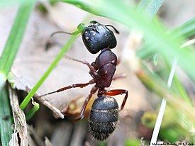 Солдат Camponotus herculeanus