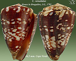 Conus venulatus