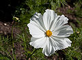 Cosmos bipinnatus "Sonata White"