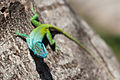 Curious Allison's anole.