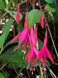 Fuchsia magellanica.