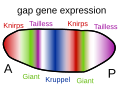 Image 31Gap genes in the fruit fly are switched on by genes such as bicoid, setting up stripes across the embryo which start to pattern the body's segments. (from Evolutionary developmental biology)