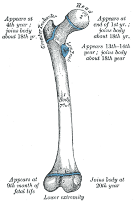 Achterzijde van het femur