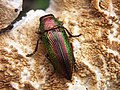 Another buprestid from Pune-India