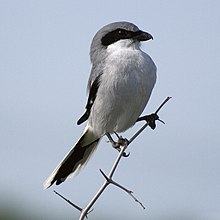 Amerikavarslar, Lanius ludovicianus Foto: Terry Ross