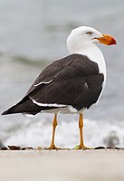 Pacific Gull