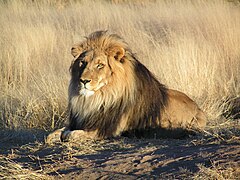 Lion attendant dans le Parc