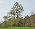 Naturdenkmale – drei Rotbuchen auf der Höhe des Stemmer Berges