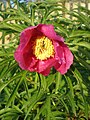 Paeonia anomala afbrigði