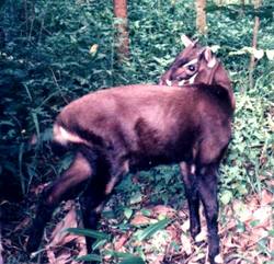 Saola (Pseudoryx nghetinhensis)