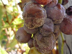 Pourriture noble sur du sémillon (octobre), à Bommes, dans le Sauternais.