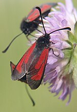 Zygaena minos – Oberseite