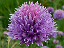 Allium schoenoprasum J1.JPG