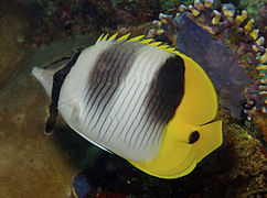 Chaetodon ulietensis