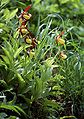 Lepi čeveljci - Cypripedium calceolus