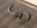 Daboia russelii, Russell's viper.