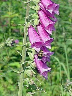 Digitalis purpurea