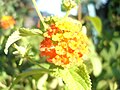 Lantana camara (Wandelröschen)