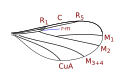 Lestremiini wing veins